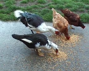 Ginger French doll gives all her holes to this horny cowboy