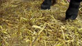 Compilation From Hard to Anal, Outdoors, in the Car