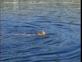 Sex im vergessenen Deutschland Vol.3